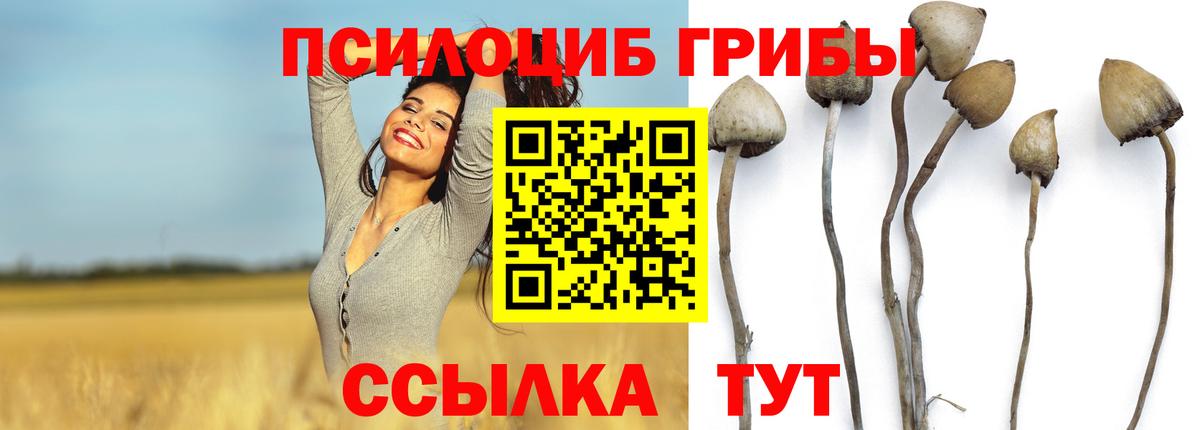 Лыткарино  цены наркотик  Вход с VPN  Псилоцибиновые грибы Psilocybine cubensis 